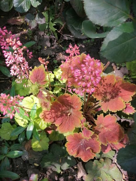  - Diverse plante