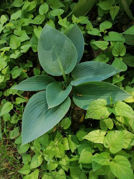  - Diverse plante