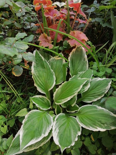  - Diverse plante