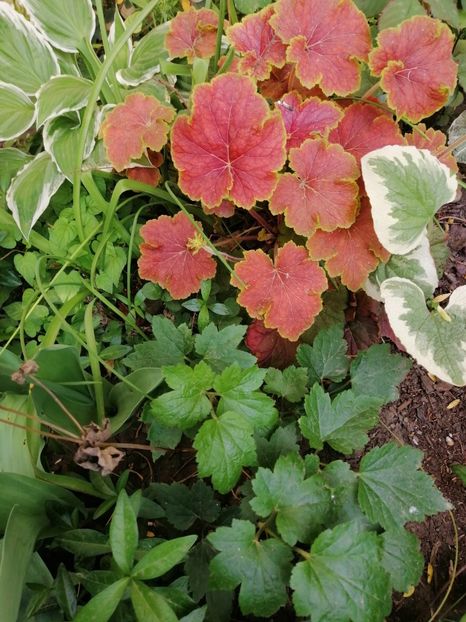  - Diverse plante