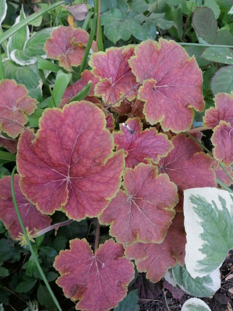  - Diverse plante