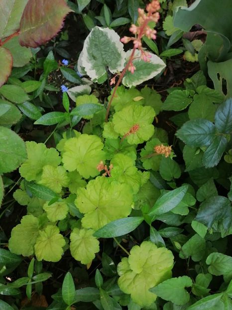  - Diverse plante