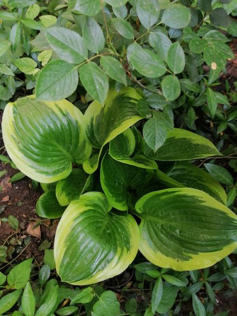  - Diverse plante
