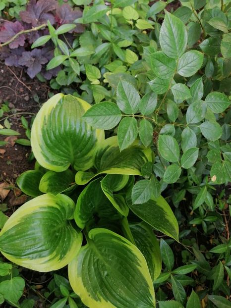  - Diverse plante