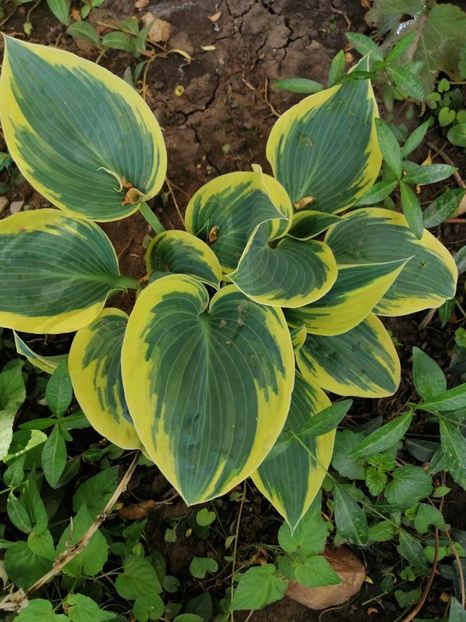  - Diverse plante