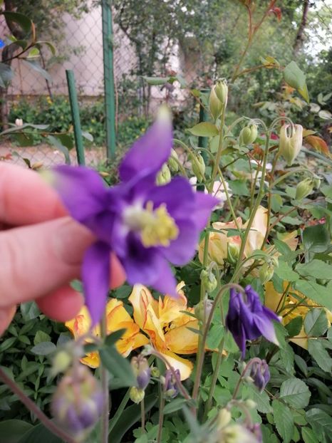  - Diverse plante