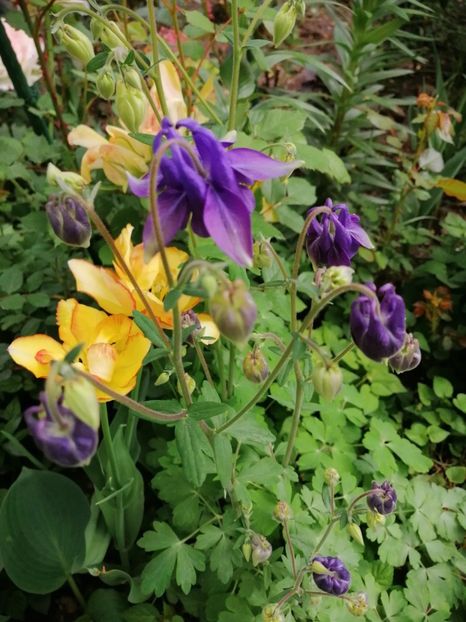  - Diverse plante