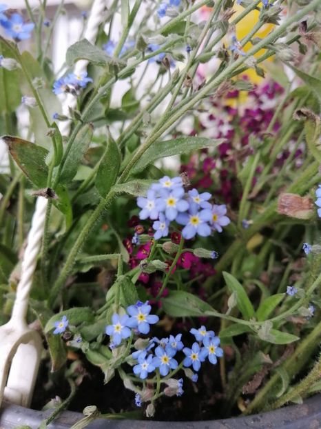 - Diverse plante
