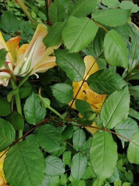  - Diverse plante