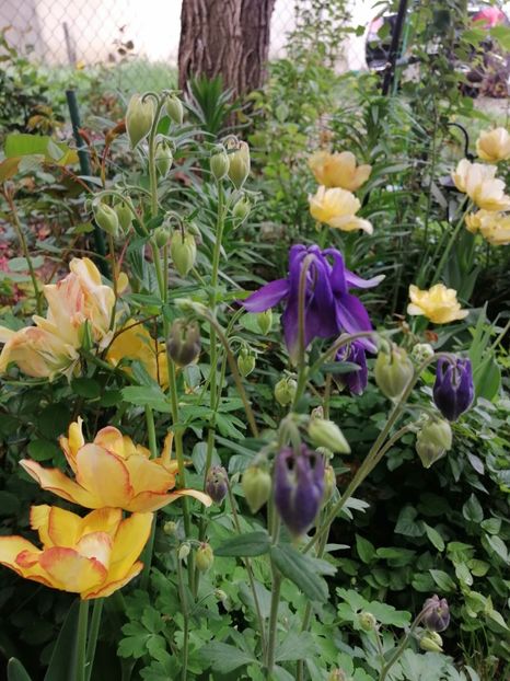  - Diverse plante