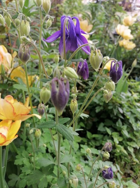  - Diverse plante