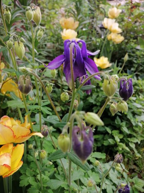  - Diverse plante