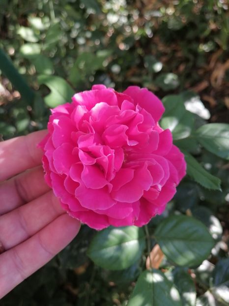  - Trandafiri roz și somon