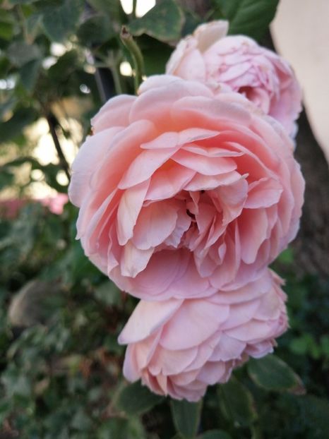  - Trandafiri roz și somon