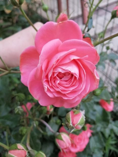  - Trandafiri roz și somon