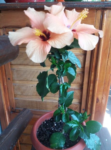 118282166_1100334617035215_4444125821605615354_n - Copy - hibiscusi