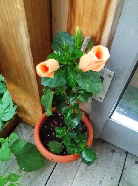 118498209_800228440781635_5595765534014798912_n - Copy - hibiscusii mei