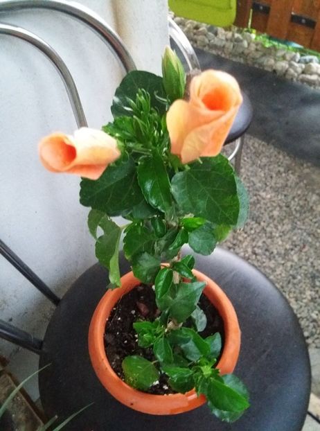 118515687_941117663062076_4700678648612314960_n (1) - Copy - hibiscusi