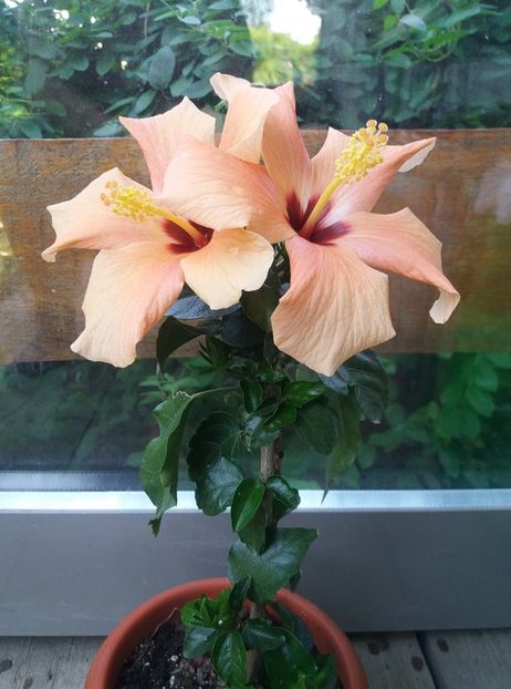 118519684_1154135951639520_3708723134380628784_n - Copy - hibiscusi