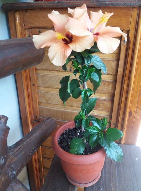 118594509_319676035782387_5636730079731964213_n - Copy - hibiscusii mei