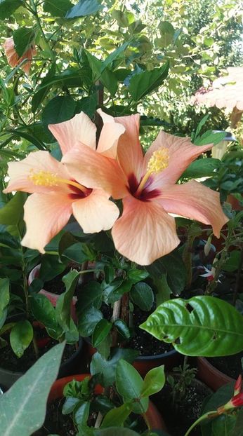 118597576_739811979930758_5586891758019890618_n - Copy - hibiscusii mei