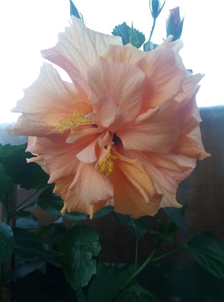 118614884_399375964368211_5330387149116465920_n (1) - Copy - hibiscusi