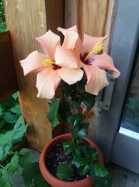 118649186_318675956220192_5558745631406605399_n - Copy - hibiscusii mei