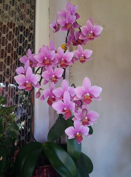  - orhideele mele