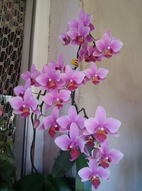  - orhideele mele