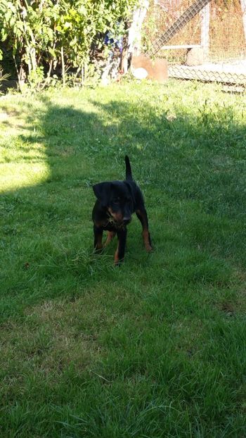  - D Femela Jagdterrier