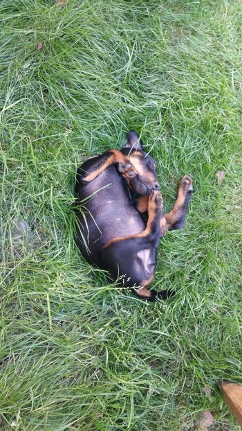  - D Femela Jagdterrier