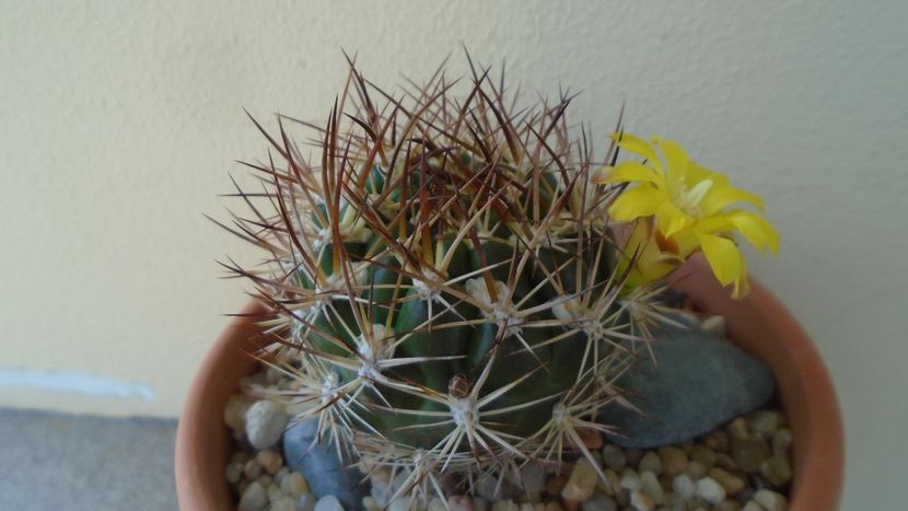 Weingartia lanata (Rebutia neocumingii) - Cactusi 2020 evolutie vara bis