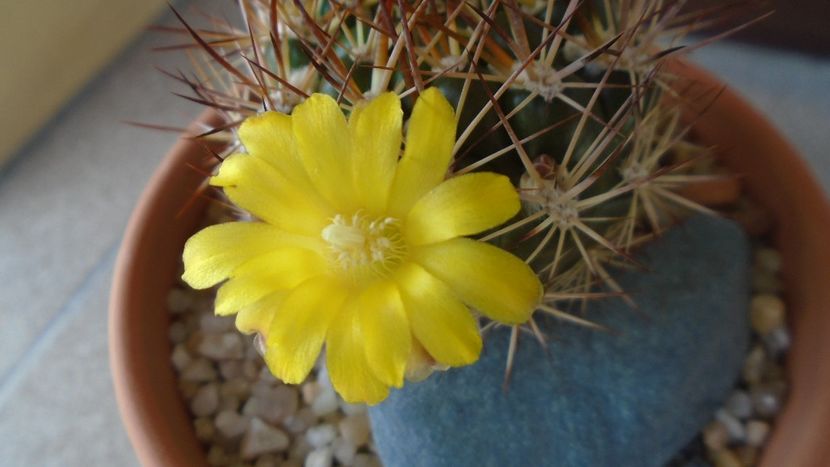 Weingartia lanata (Rebutia neocumingii) - Cactusi 2020 evolutie vara bis