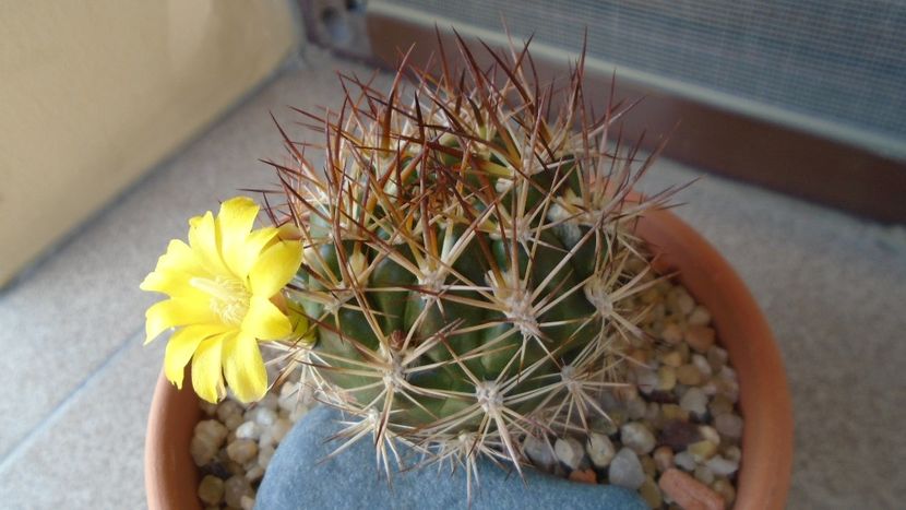 Weingartia lanata (Rebutia neocumingii) - Cactusi 2020 evolutie vara bis