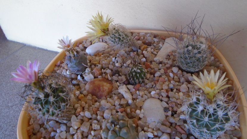 Grup de 7 Turbinicarpus - Cactusi 2020 evolutie vara bis