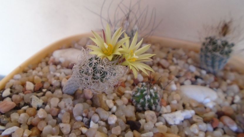 Turbinicarpus krainzianus v. minimus - Cactusi 2020 evolutie vara bis