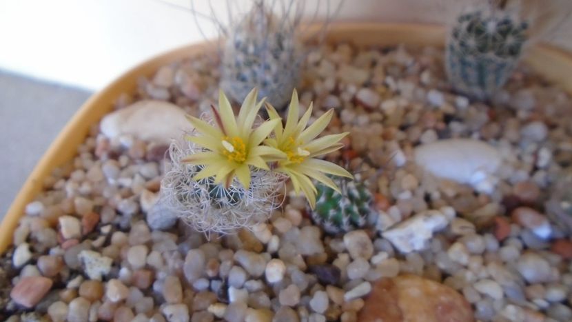 Turbinicarpus krainzianus v. minimus - Cactusi 2020 evolutie vara bis