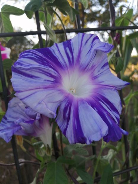  - Frumuseti la casa parinteasca