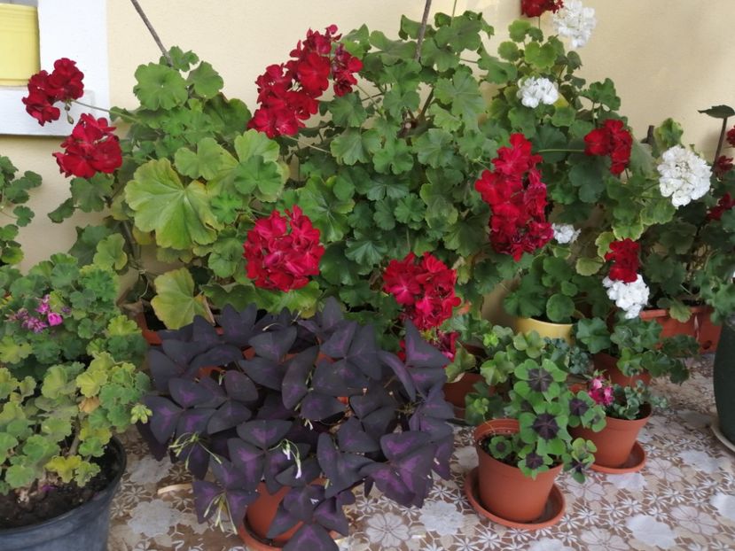  - Frumuseti la casa parinteasca