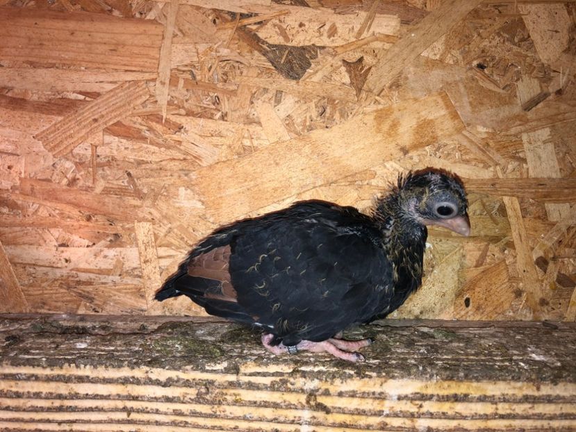  - culoare deosebită 2