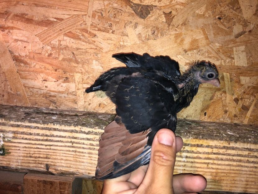  - culoare deosebită 2