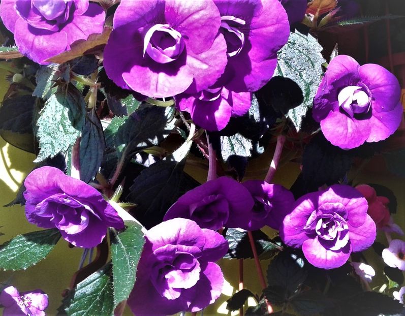  - 000013 ACHIMENES