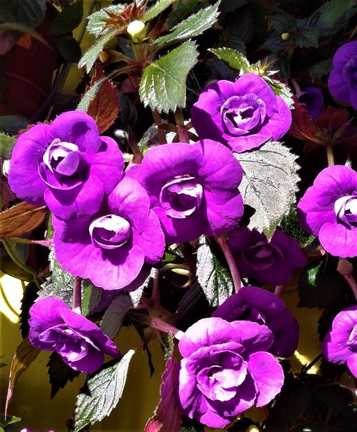  - 000013 ACHIMENES
