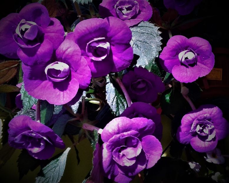  - 000013 ACHIMENES