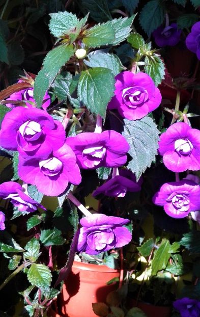 20200831_083903-8 - 000013 ACHIMENES