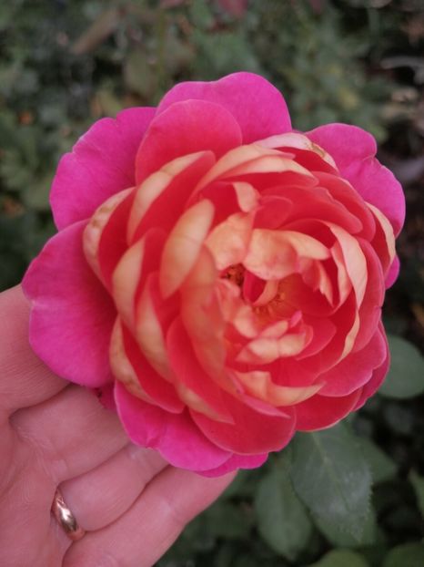 Centenaire de l'Hey - Trandafirii mei Alain Souchun Pink Lady Ruffles Queen of Sweeden și alții