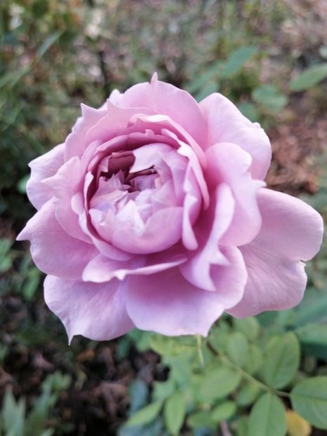 Novalis - Trandafirii mei Alain Souchun Pink Lady Ruffles Queen of Sweeden și alții