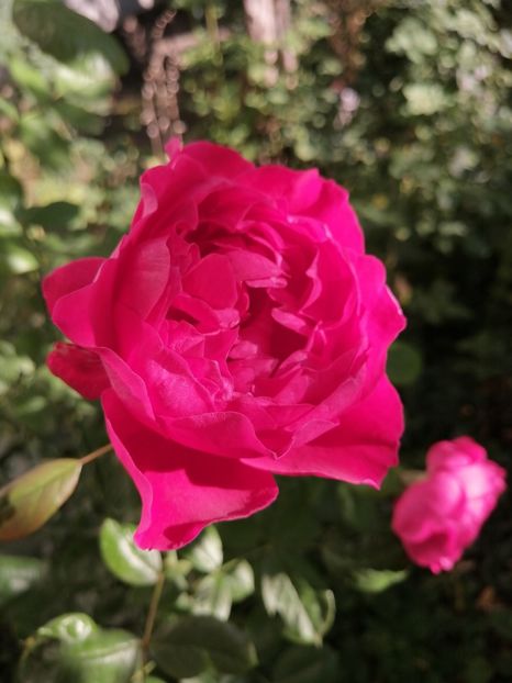 Alain Souchun - Trandafirii mei Alain Souchun Pink Lady Ruffles Queen of Sweeden și alții