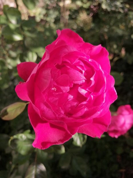 Alain Souchun - Trandafirii mei Alain Souchun Pink Lady Ruffles Queen of Sweeden și alții
