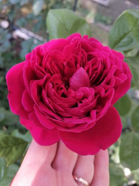 Alain Souchun - Trandafirii mei Alain Souchun Pink Lady Ruffles Queen of Sweeden și alții